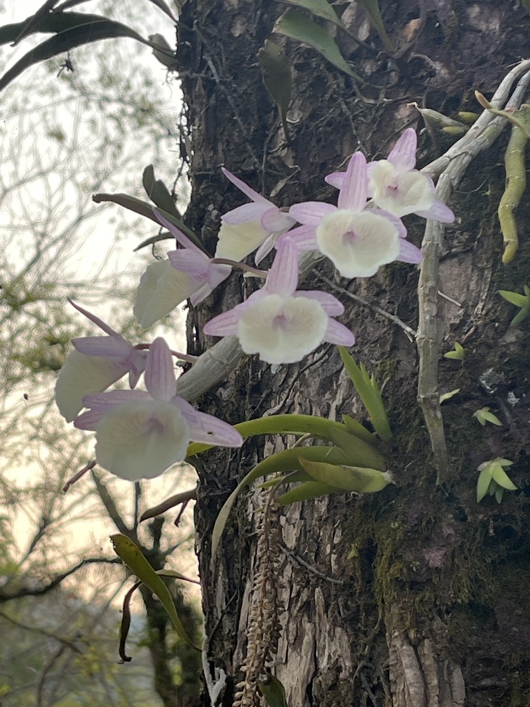 Dendrobium polyanthum Wall. ex Lindl. 2