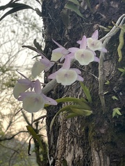 Dendrobium