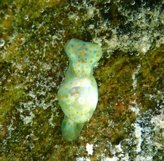 Lamprohaminoea ovalis