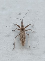Nabis punctatus
