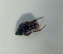 Oxythyrea funesta