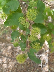 Pisonia aculeata