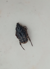 Oxythyrea funesta