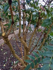 Berberis × hortensis