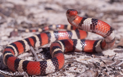 Lampropeltis elapsoides
