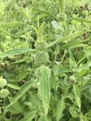 Leucas martinicensis