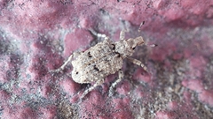 Gronops inaequalis
