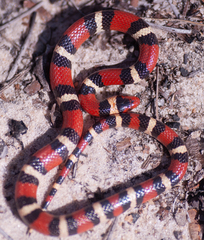 Lampropeltis elapsoides
