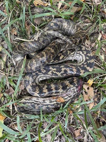 Australian Scrub Python sighting