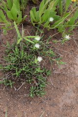 Delosperma lineare
