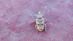 Gronops inaequalis