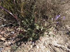Moricandia arvensis