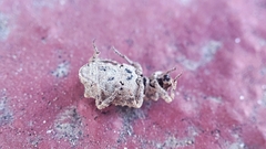 Gronops inaequalis