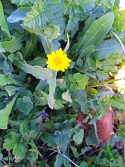 Calendula arvensis
