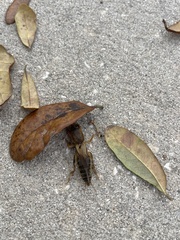 Neoscapteriscus borellii