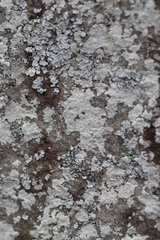 Lepraria normandinoides