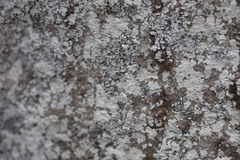 Lepraria normandinoides