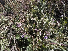 Moricandia arvensis