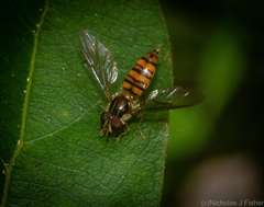 Episyrphus viridaureus