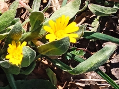 Calendula arvensis