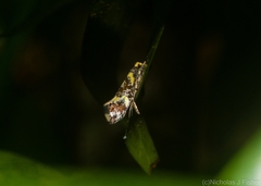 Monopis chrysogramma