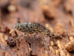 Orchesella