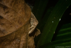 Addaea subtessellata