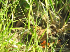 Byblia anvatara