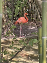 Phoenicopterus