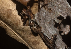 Paraphilaeus daemeli