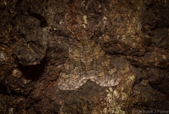 Polyclysta hypogrammata