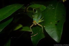 Ozphyllum naskreckii