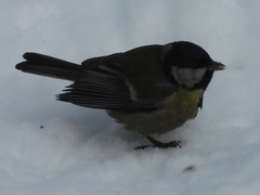 Parus major