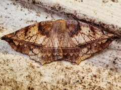 Eutrapela clemataria