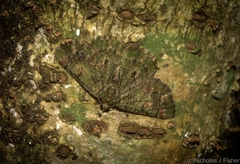 Aeolochroma rhodochlora