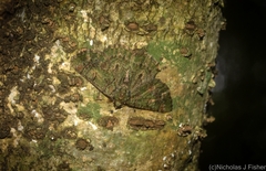 Aeolochroma rhodochlora