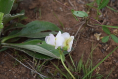 Sphenostylis angustifolia