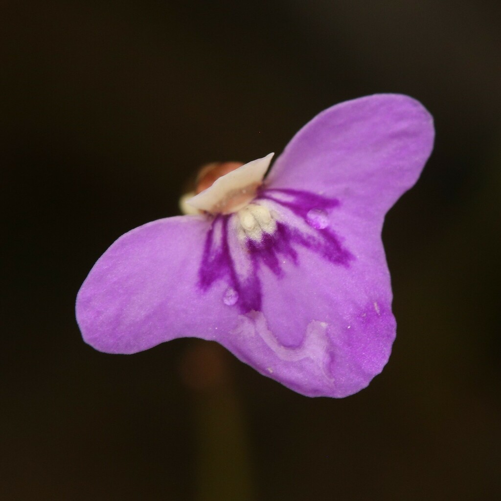 Utricularia disjuncta R.W.Jobson & Baleeiro 3