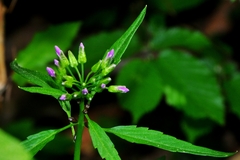 Cardamine bulbifera