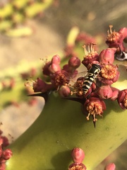 Ischiodon scutellaris