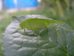 Phaneroptera falcata