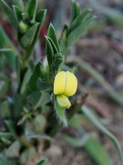 Crotalaria velutina