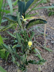 Crotalaria velutina