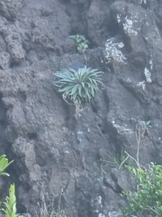 Matthiola maderensis