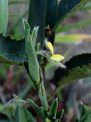 Crotalaria velutina