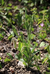 Crotalaria velutina
