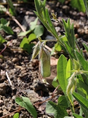 Crotalaria velutina