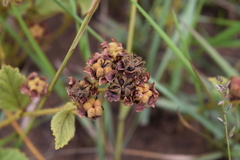 Hermannia sandersonii