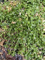 Arenaria
