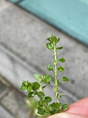 Arenaria